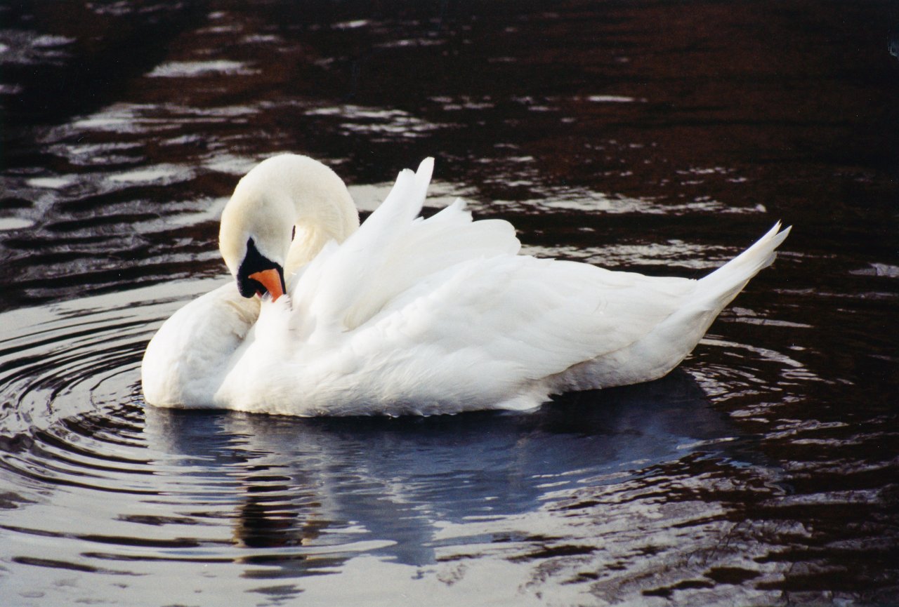 A and M UK trip-fall 2003-Lake District birds 4